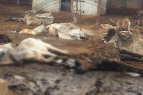 हिंगोनिया गोशाला में पड़ी मृत गाय- फोटो राजस्थान पत्रिका