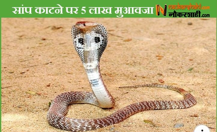 Snake Bite Bihar